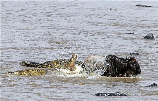 鳄鱼,攻击,角马,水中,马赛马拉国家保护区,肯尼亚,俯拍