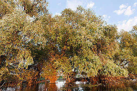 多瑙河三角洲,罗马尼亚,大,柳树,桤木,灰尘,树,水道,防护,生物保护区,国家公园,联合国教科文组织