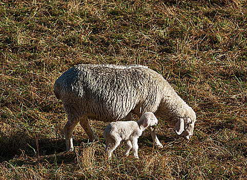 家羊,绵羊,母羊,诞生,羊羔,草地,上弗兰科尼亚,巴伐利亚,德国,欧洲