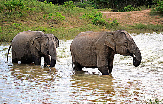 斯里兰卡人,大象,象属,两个,雌性,水,国家公园,斯里兰卡,亚洲