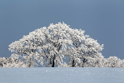 积雪,冬季风景,树,低地,自然保护区,石荷州,德国,欧洲