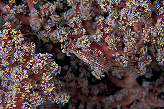 巴布亚新几内亚,软珊瑚