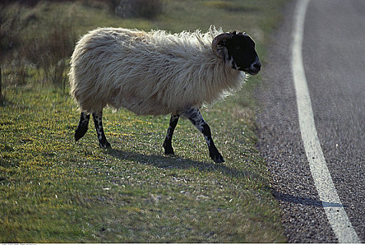 绵羊,靠近,道路,苏格兰
