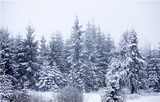 圣诞节,背景,雪,冷杉