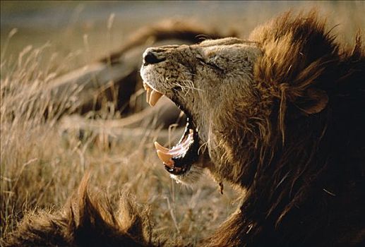 非洲狮,狮子,雄性,叫,肯尼亚