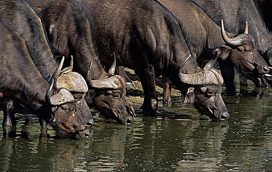 南非水牛,非洲水牛,牧群,水潭,克鲁格国家公园,南非,非洲