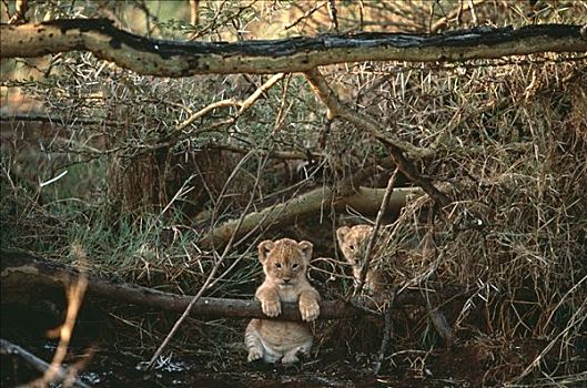 非洲狮,狮子,幼兽,矮树丛,塞伦盖蒂国家公园,坦桑尼亚