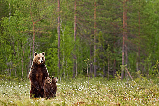 棕熊,熊,成年,女性,后腿站立,针叶林带,树林栖息地,芬兰,欧洲
