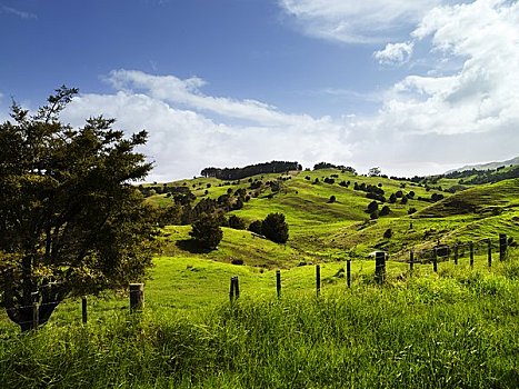俯视,山坡,草场,新西兰
