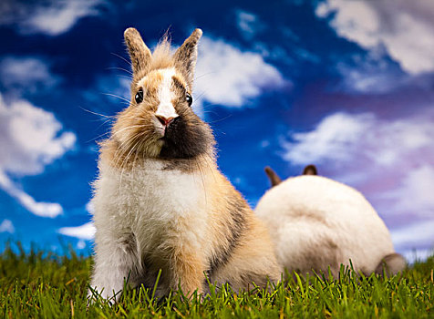 小,兔子,青草