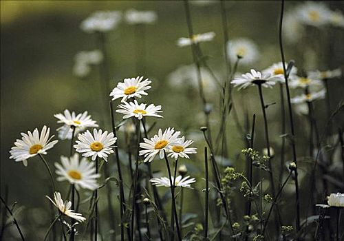 白花,雏菊,夏日草地