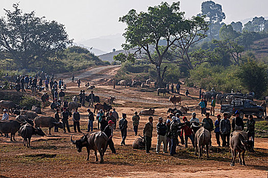 水牛,市场,靠近,钳,掸邦,金三角,缅甸,亚洲