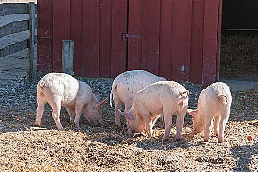 农场,四个,粉色,猪,觅食,夏天