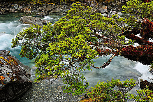 山川,树,峡湾国家公园,南部地区,南岛,新西兰