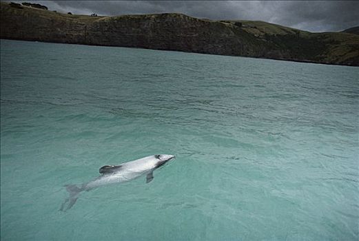 海豚,平面,濒危,班克斯半岛,新西兰