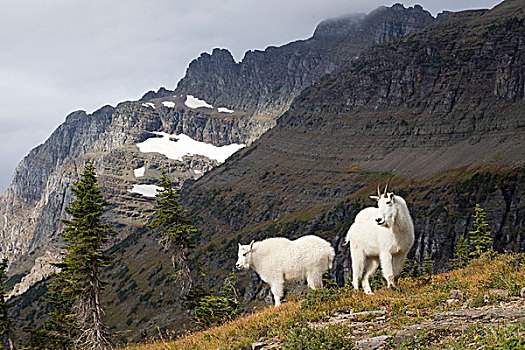石山羊,雪羊,一对,冰川国家公园,蒙大拿