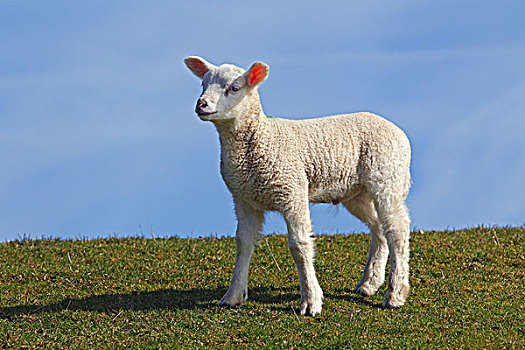 羊羔,家羊,母羊,绵羊,站立,石荷州,德国,欧洲