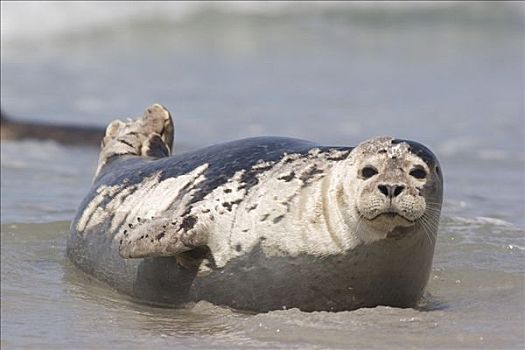 常见海豹,躺着,海滩