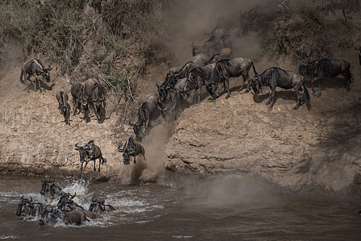 角马,每年,迁徙,马拉河,南方,肯尼亚