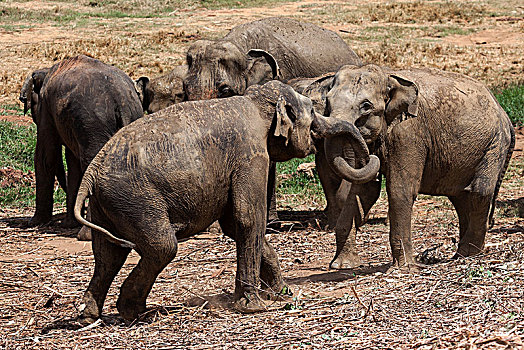 亚洲象,象属,玩,大象孤儿院,中央省,斯里兰卡,亚洲
