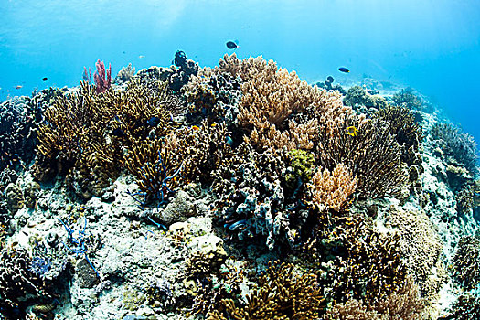 珊瑚礁,巴厘岛,印度尼西亚,岛屿