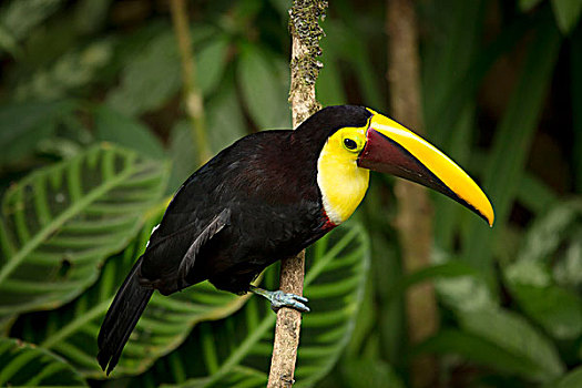 巨嘴鸟,雨林,哥斯达黎加