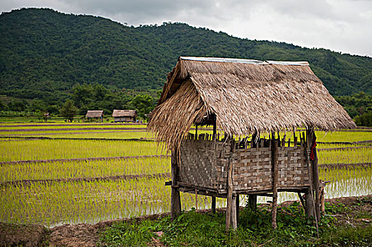 稻田,竹子,小屋,老挝