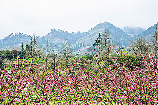 田园春色