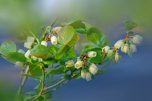 大棚里盛开得蓝莓花和蓝莓果