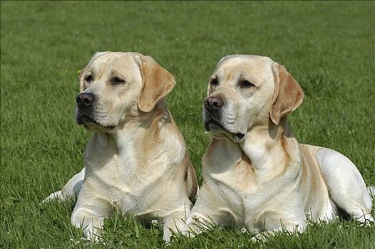 两个,黄色拉布拉多犬,狗,躺着,草地
