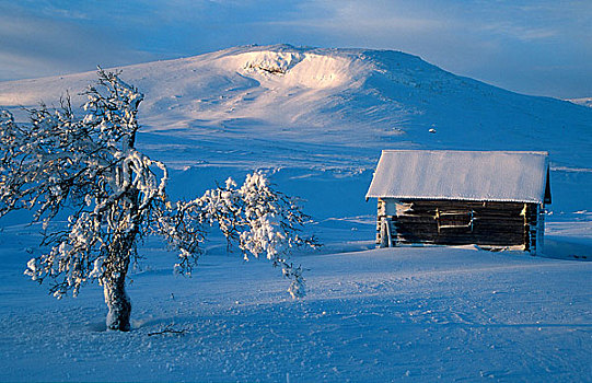 木屋,树,雪中,遮盖,山谷