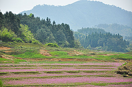 紫云英花地