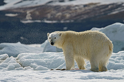 北极熊,溅,水滴,斯瓦尔巴特群岛,挪威,北极,欧洲