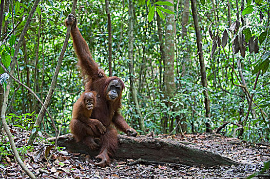 苏门答腊猩猩,母亲,两个,一半,幼仔,古农列尤择国家公园,北方,苏门答腊岛,印度尼西亚