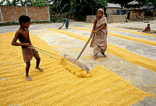 弄干,稻米,孟加拉