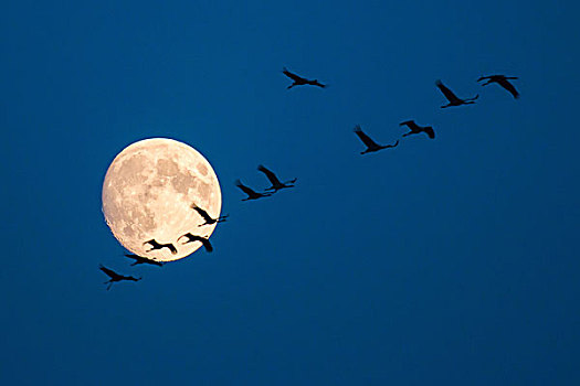 普通,鹤,飞行,满月,匈牙利,欧洲