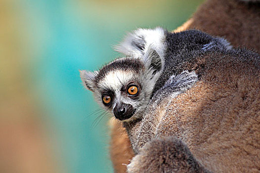 节尾狐猴,狐猴,幼小,贝伦提保护区,马达加斯加,非洲