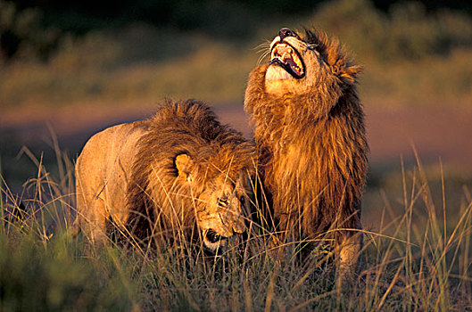 非洲,肯尼亚,马赛马拉国家公园,一对,非洲狮