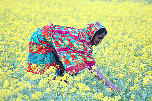 女人,蔬菜,芥末,地点,乡村,近郊,达卡,首都,孟加拉,十二月,2006年