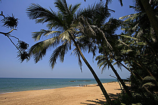 网,捕鱼,海滩,斯里兰卡