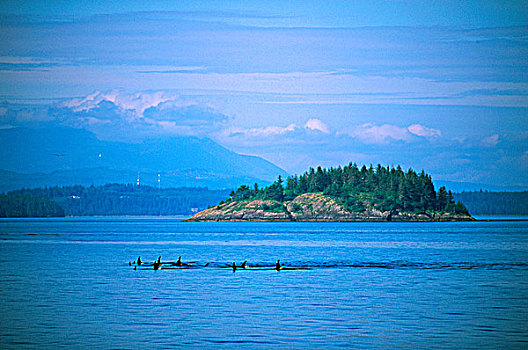 约翰斯顿海峡,逆戟鲸,温哥华岛,不列颠哥伦比亚省,加拿大