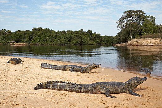 宽吻鳄,沙子,堤岸,里奥内格罗,潘塔纳尔,巴西,南美