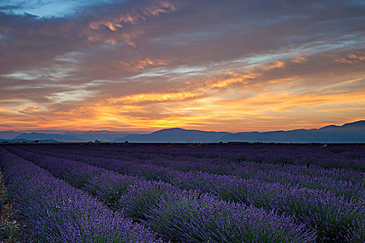 薰衣草种植区,黎明,靠近,瓦伦索,普罗旺斯,法国