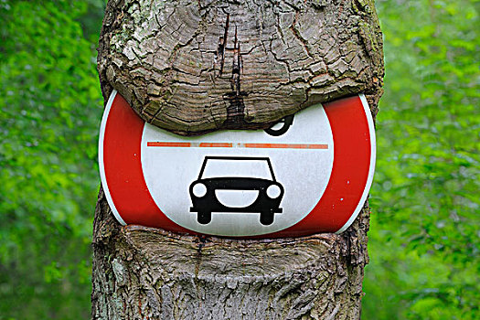 交通标志,繁茂,树,黑森州,德国