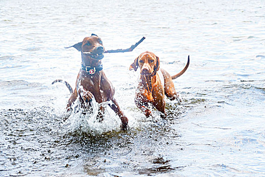 两只,狗,玩,水中
