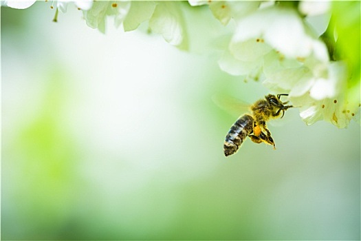 蜜蜂,享受,花,樱桃树,可爱,春天,白天