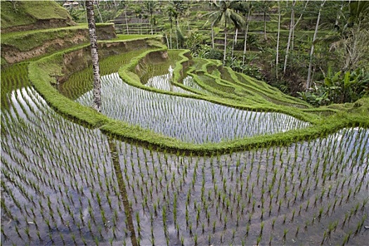 巴厘岛