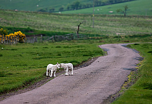 两个,羊羔,站立,一起,道路,诺森伯兰郡,英格兰