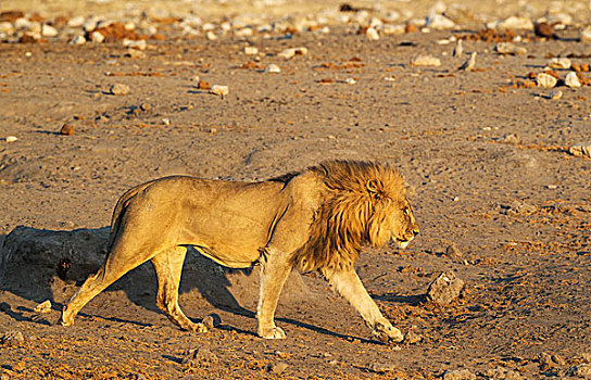 狮子,雄性,走,埃托沙国家公园,纳米比亚,非洲