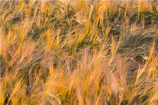 金色,穗,小麦,地点